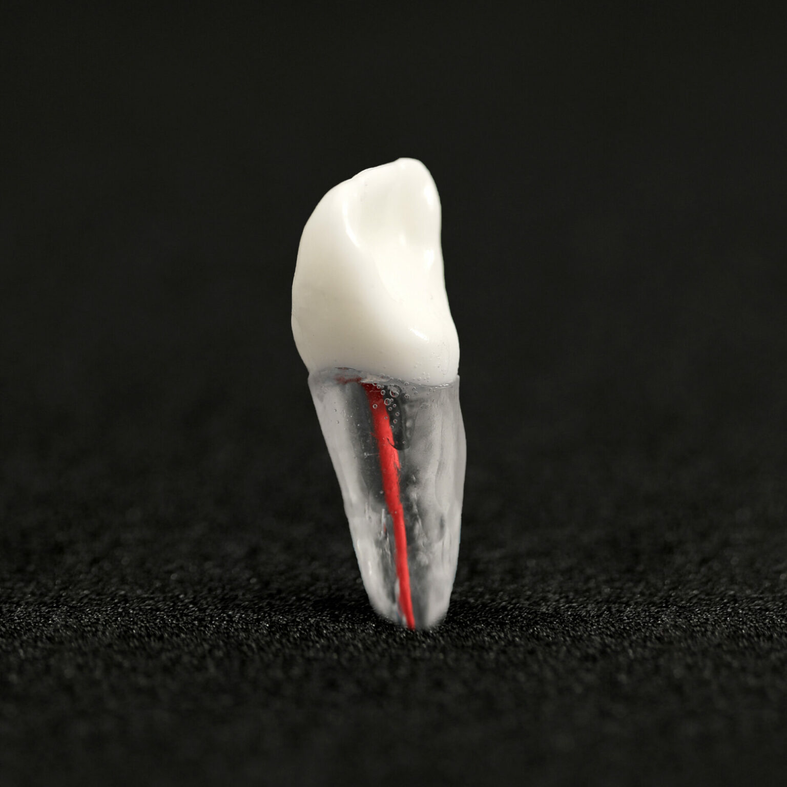 KEDO INCISOR MODEL - Kedofiles.com